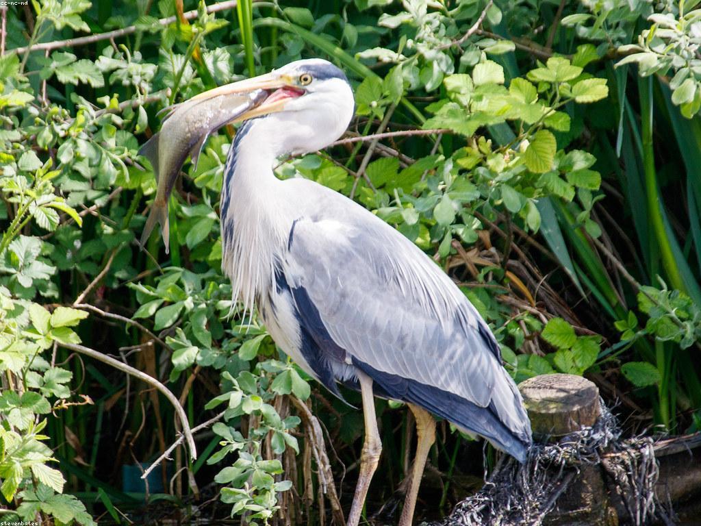 ការបញ្ចូលការបាញ់ត្រី