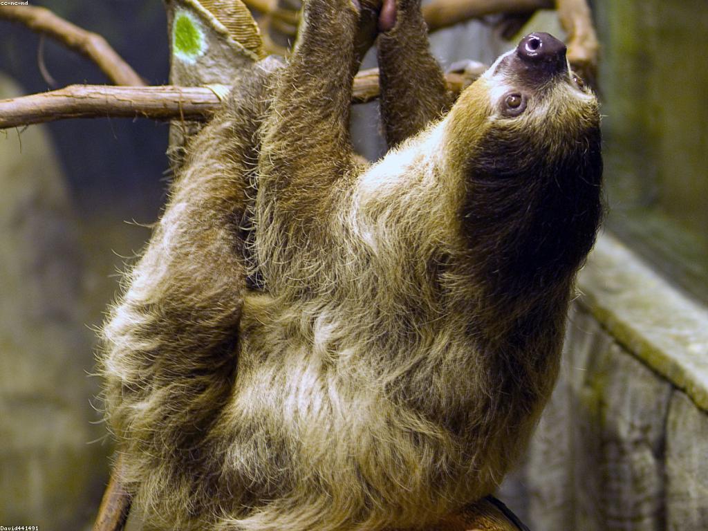 ព័ត៍មានពីស្លុត និងអាការណ៍សម្រាប់ការពារ