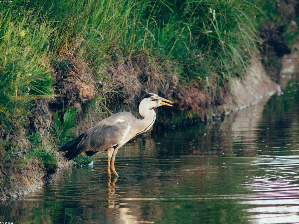 បច្ចេកទេសនៃការប្រើប្រាស់ឧបករណ៍បាញ់ត្រី