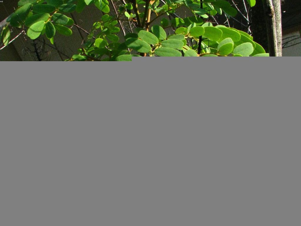 ការណែនាំពីឧបករណ៍បាញ់ត្រី