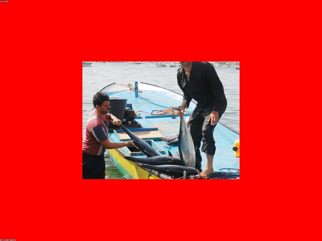 យុទ្ធសាស្ត្រដើម្បីជោគជ័យក្នុងការបាញ់ត្រី