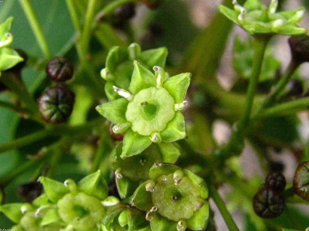 ឧបករណ៍បាញ់ត្រី: ការប្រើប្រាស់ និងអត្ថប្រយោជន៍