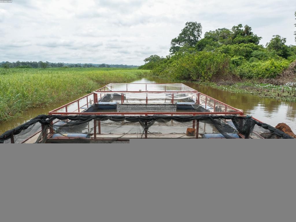 យុទ្ធសាស្ត្របាញ់ត្រីសម្រាប់ការចាប់ត្រីយ៉ាងប្រាកដ