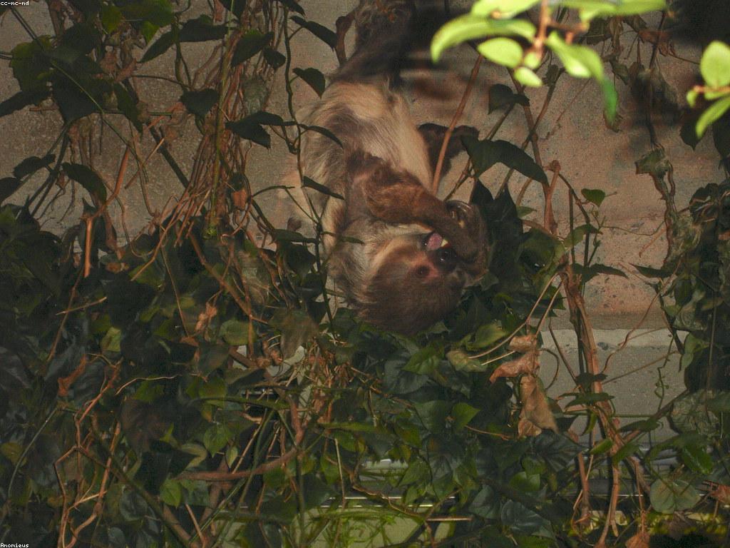 ប្រភេទផ្សេងៗនៃស្លុត និងការស្រាវជ្រាវទាក់ទង