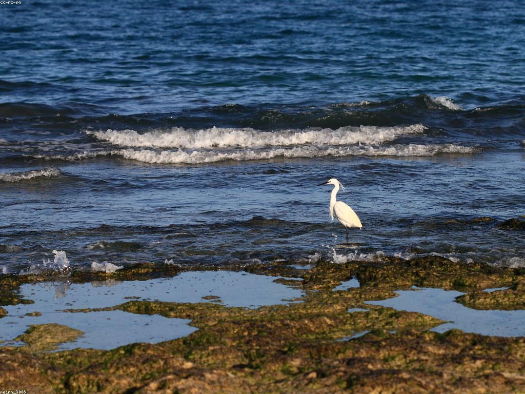 ការបញ្ចូលការបាញ់ត្រី: ជីវិតជាមួយក្បាលទឹក