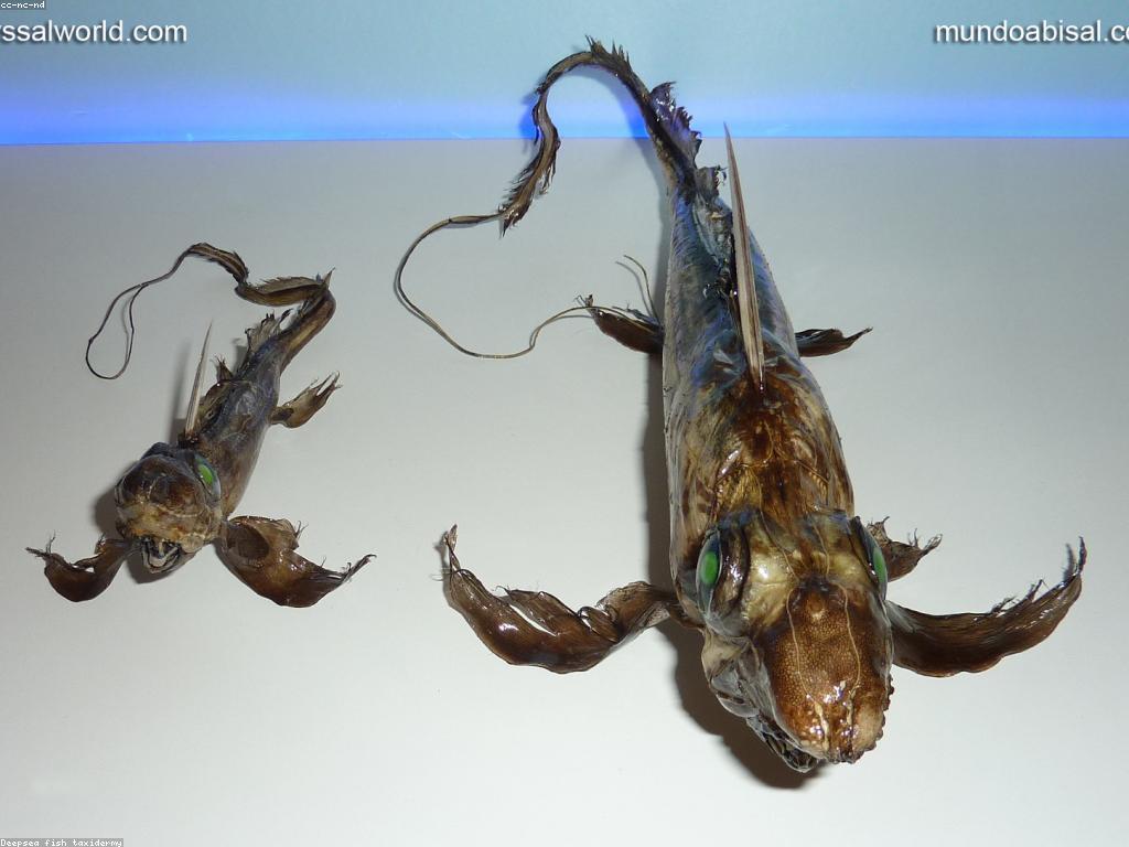 ការបញ្ចូលការបាញ់ត្រី: យល់ដឹងអំពីបច្ចេកទេសនៃការបាញ់ត្រី